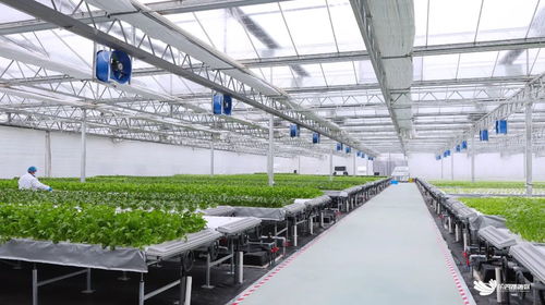 臨空港新聞 臨空港新聞 武漢市東西湖區(qū)人民政府 武漢臨空港經(jīng)濟(jì)技術(shù)開發(fā)區(qū)管委會